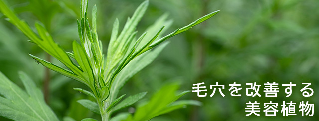 毛穴を改善する美容植物